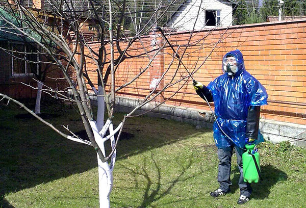 Lutte antiparasitaire de la pomme