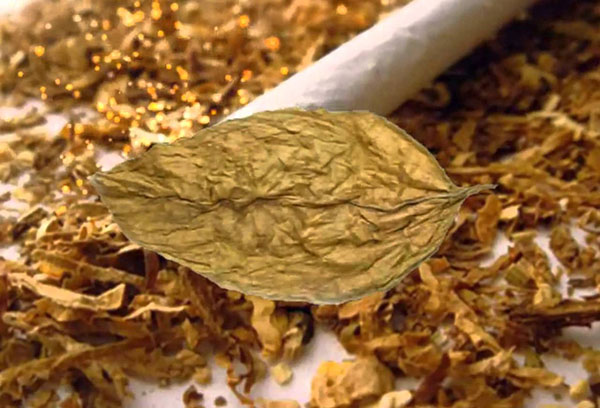 Feuilles de tabac