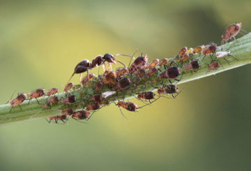 Fourmis et pucerons sur la tige