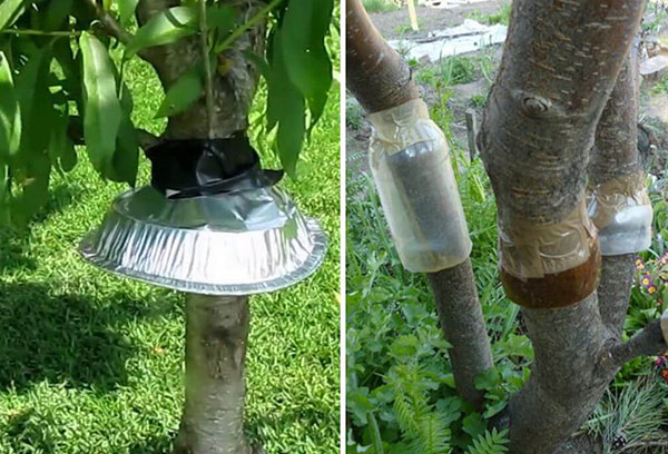 Ceintures de fourmis sur les arbres