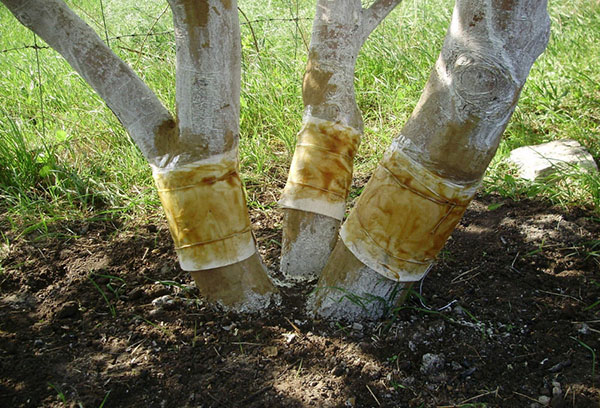 Ceintures de pêche sur un arbre