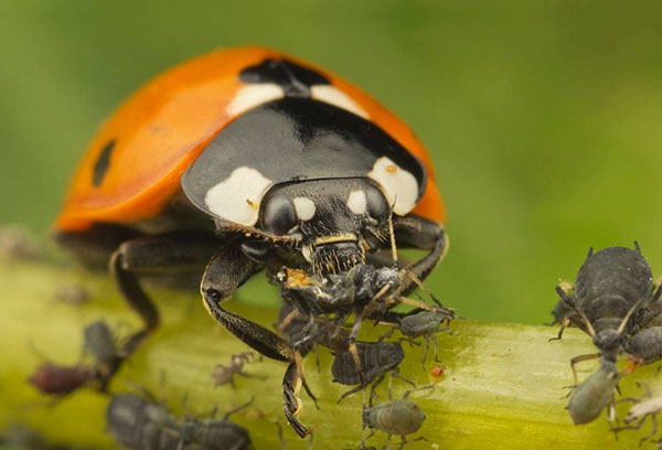 Coccinelle mangeant des pucerons noirs