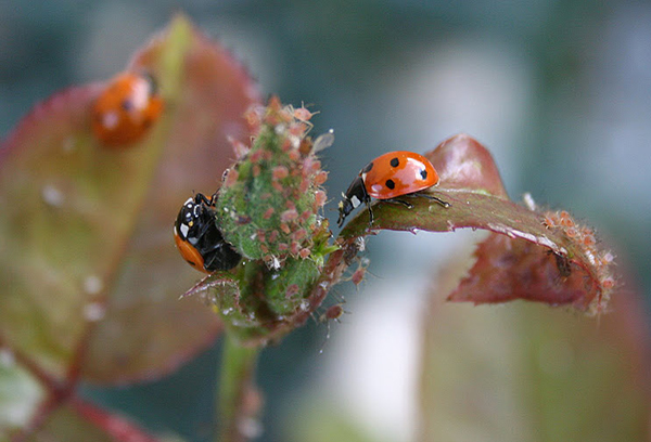 Les coccinelles mangent des pucerons