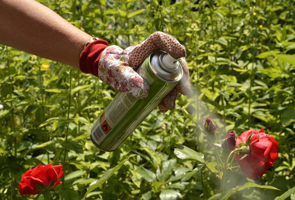 Traitement des rosiers avec un produit chimique