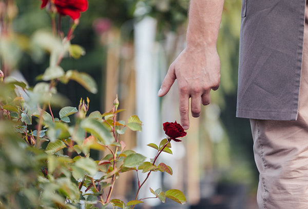 Roses dans le jardin