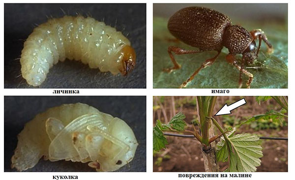 Етапи на развитие на Weevil