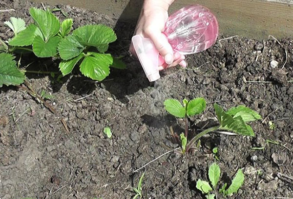 Pulvériser des fraises au printemps