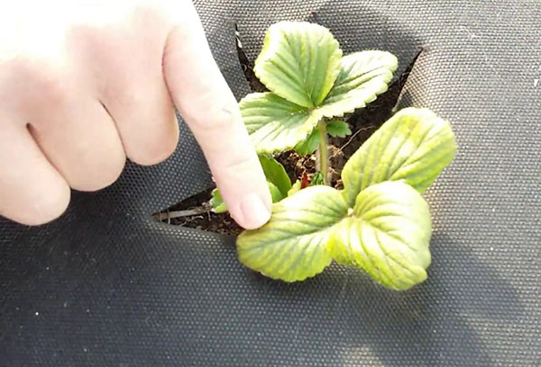 Inspection des fraises