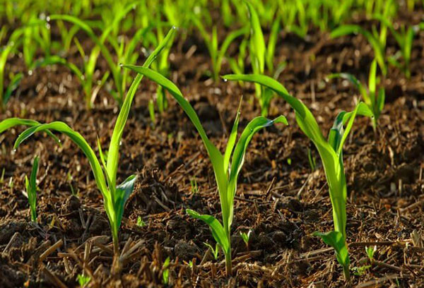 Les semis sur un sol fertilisé avec du fumier