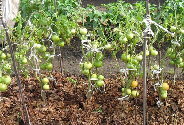 Paillis bio dans le jardin de tomates