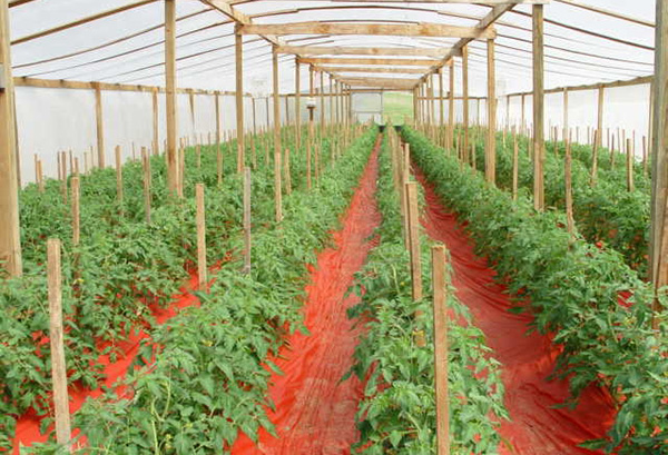 Paillis inorganique dans une serre avec des tomates