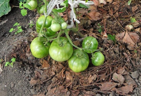 Paillis biologique sous un buisson de tomates