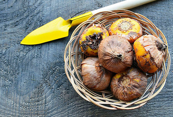 Bulbes de glaïeuls dans un panier