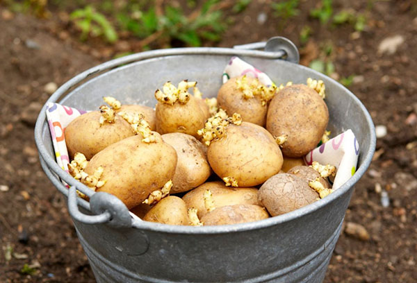 Pommes de terre germées pour la plantation