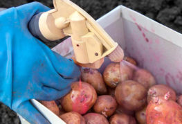 Transformer les pommes de terre avant la plantation