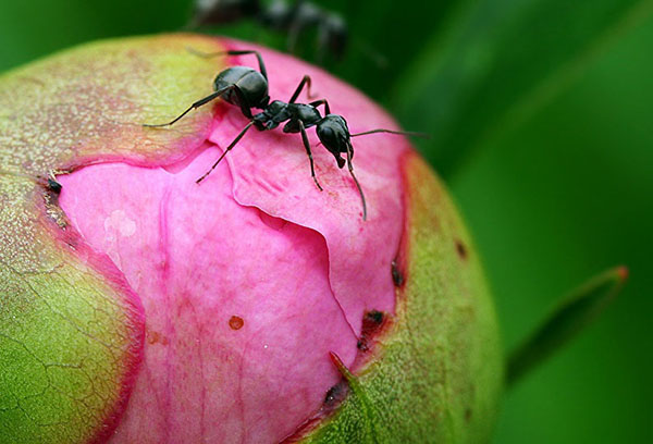 Fourmi sur une pivoine