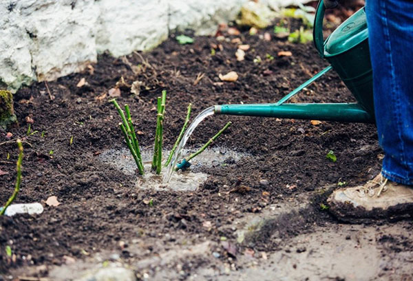 Arroser un rosier après l'hiver