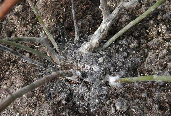 Moisissure sur les pousses de rose après l'hiver