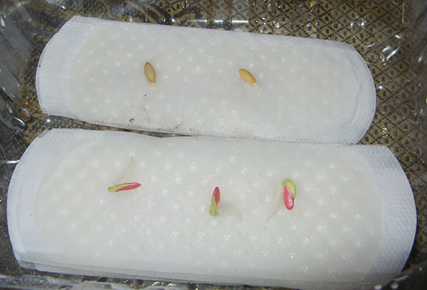 Germination des graines de concombre