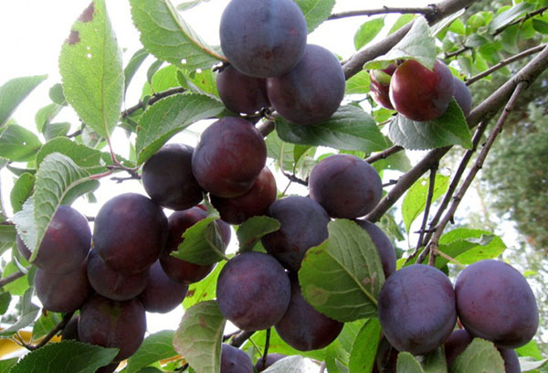 Fruit de prune sur une branche