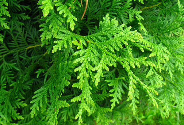 Couronne verte de thuya