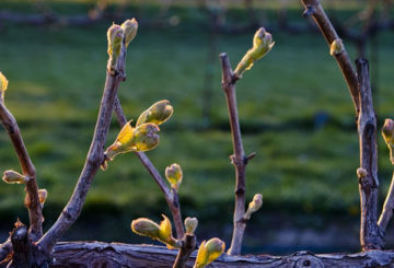 Raisins au printemps