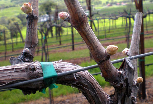 Bourgeons sur une vigne