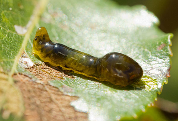 Mouche à scie visqueuse