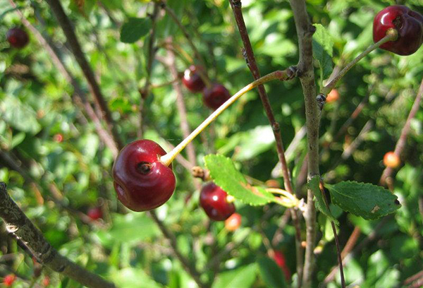 Cerises endommagées par un ver