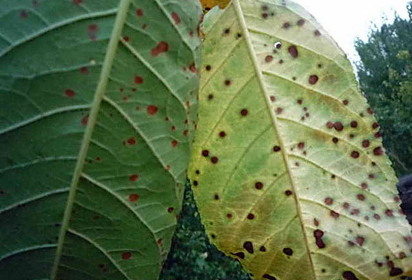 Clasterosporium sur les feuilles