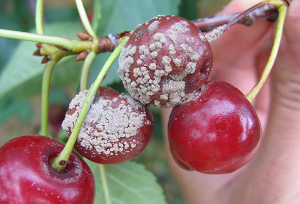 Cerise infestée d'anthracnose