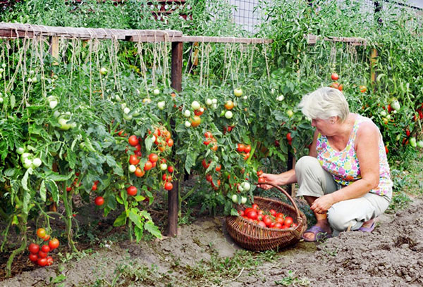 Cueillir des tomates