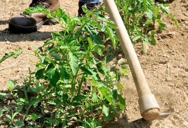 Hilling tomates