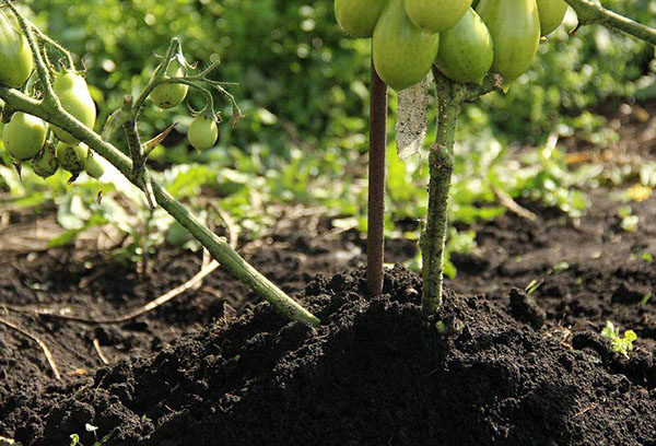 Buisson de tomates après le buttage