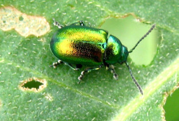 Coléoptère de l'oseille