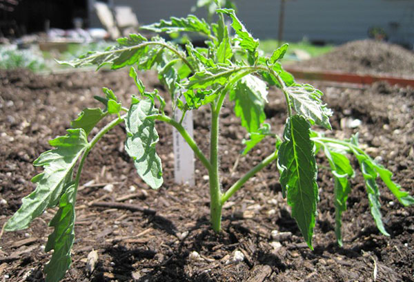 Arbuste de tomates après la plantation dans le sol