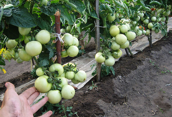 Cultiver des tomates