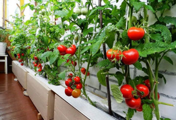 Maturation des tomates 