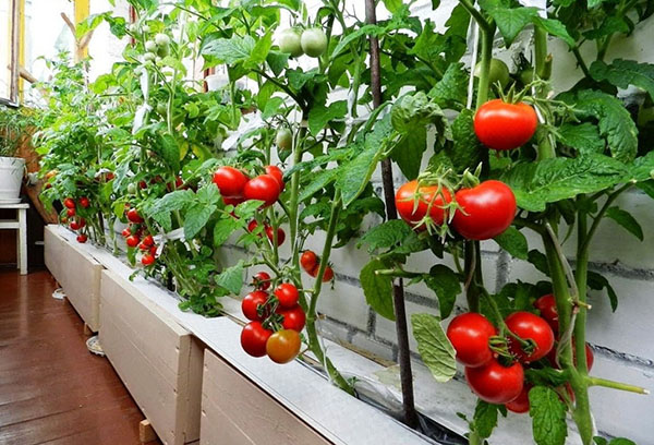 La maturation des tomates Le petit chaperon rouge