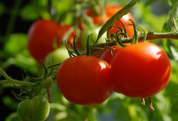 La maturation des tomates