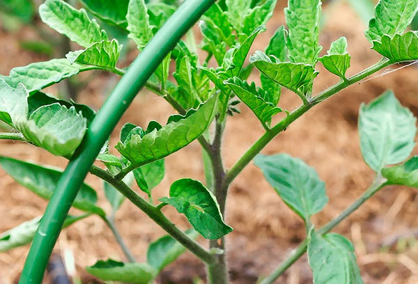 Signes d'excès de bore sur les tomates