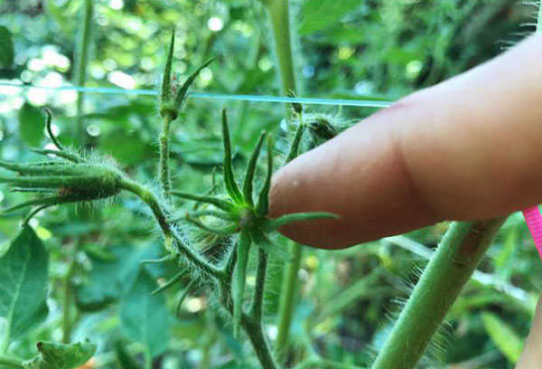 Äggstock på en tomatbuske