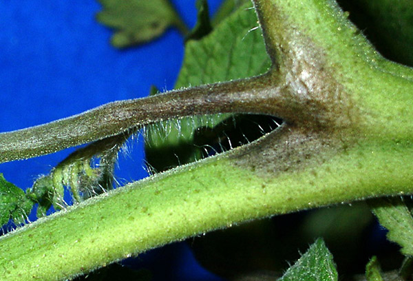 Signe de mildiou sur la tomate