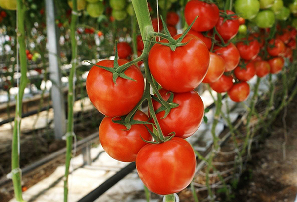 Tomates mûres indéterminées