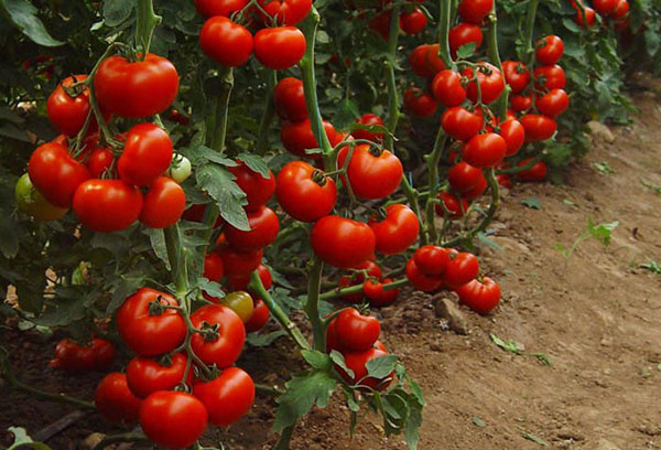 Tomates mûres