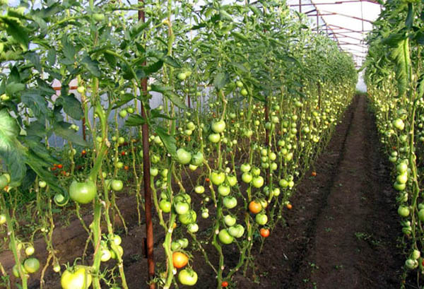 Tomates indéterminées