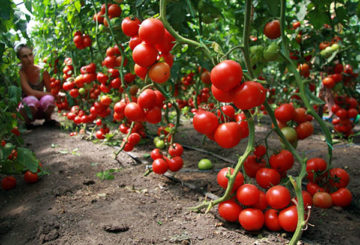 Récolter des tomates indéterminées