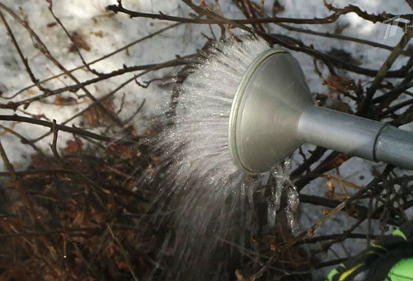 Arroser les raisins de Corinthe avec de l'eau bouillante au printemps