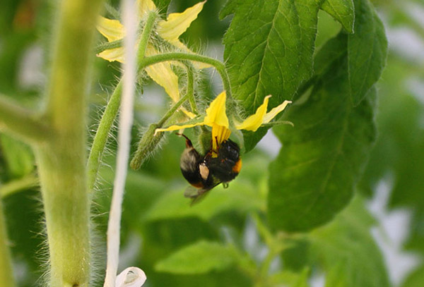 Abeille sur une fleur de tomate