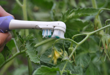 Pollinisation des tomates avec une brosse à dents